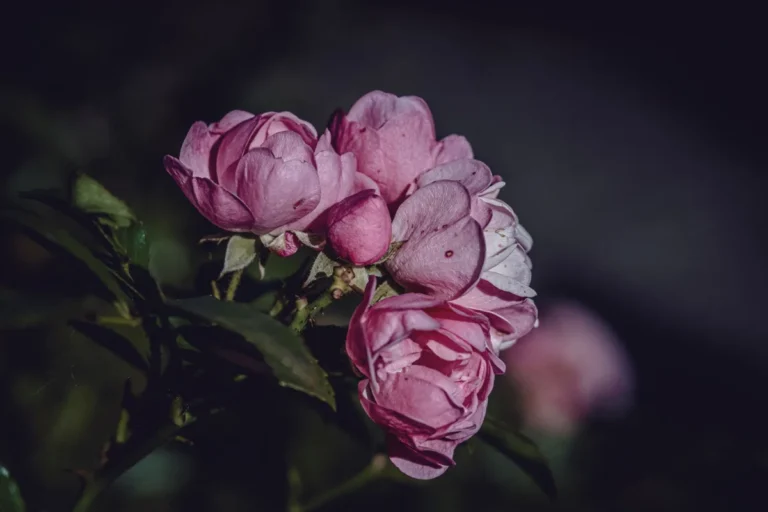 Wild roses in a meadow