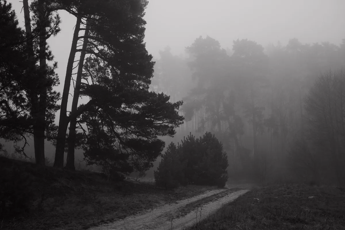 A misty forest path
