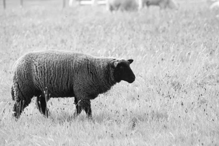 A black sheep in a field