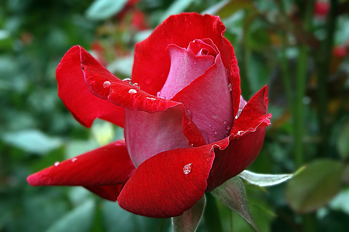 A red rose in bloom