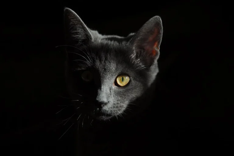 A black cat in shadow