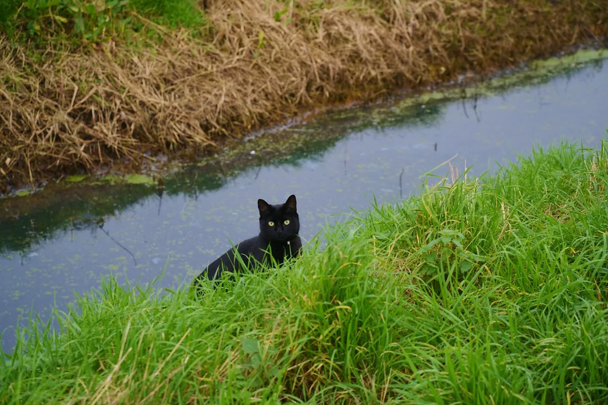 A black cat beside a stream