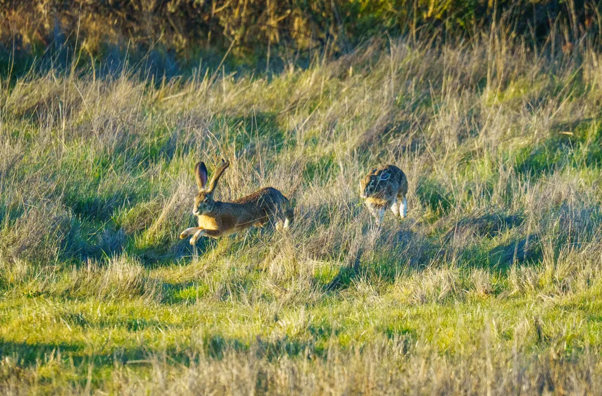 A hare in a spring field