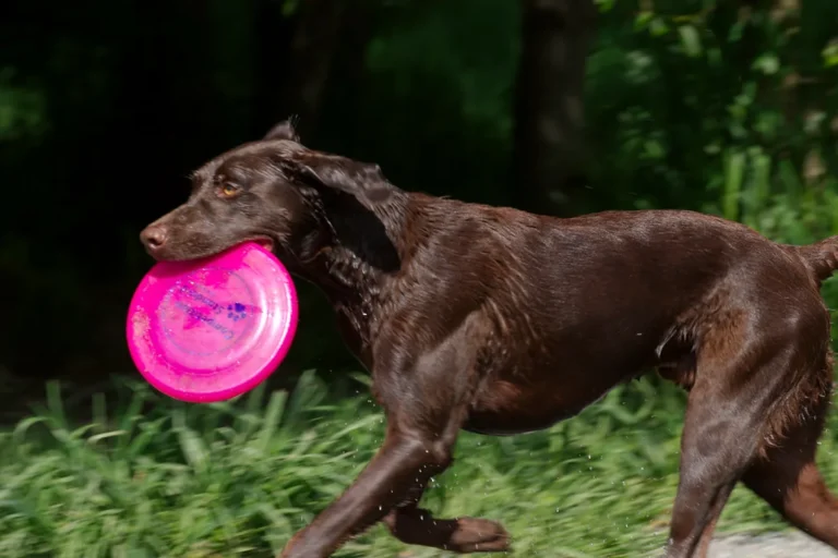 A dog leaping to catch a flying disc