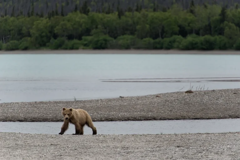 A brown bear in the wild