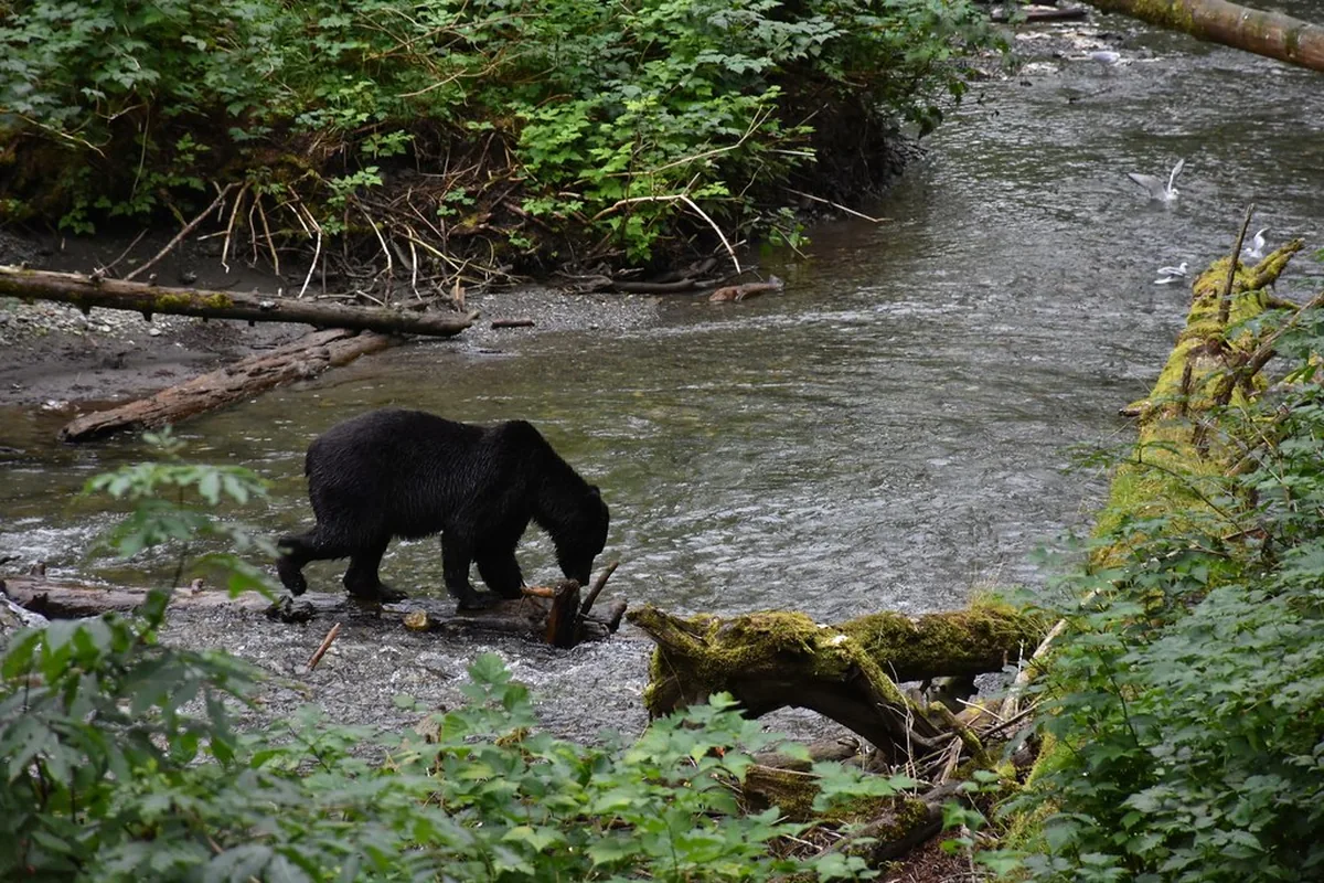 A black bear beside a stream