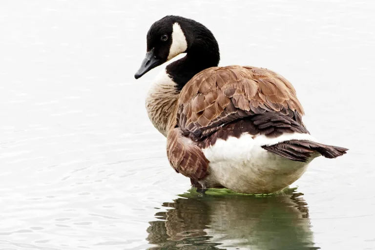 A Canada goose on the water