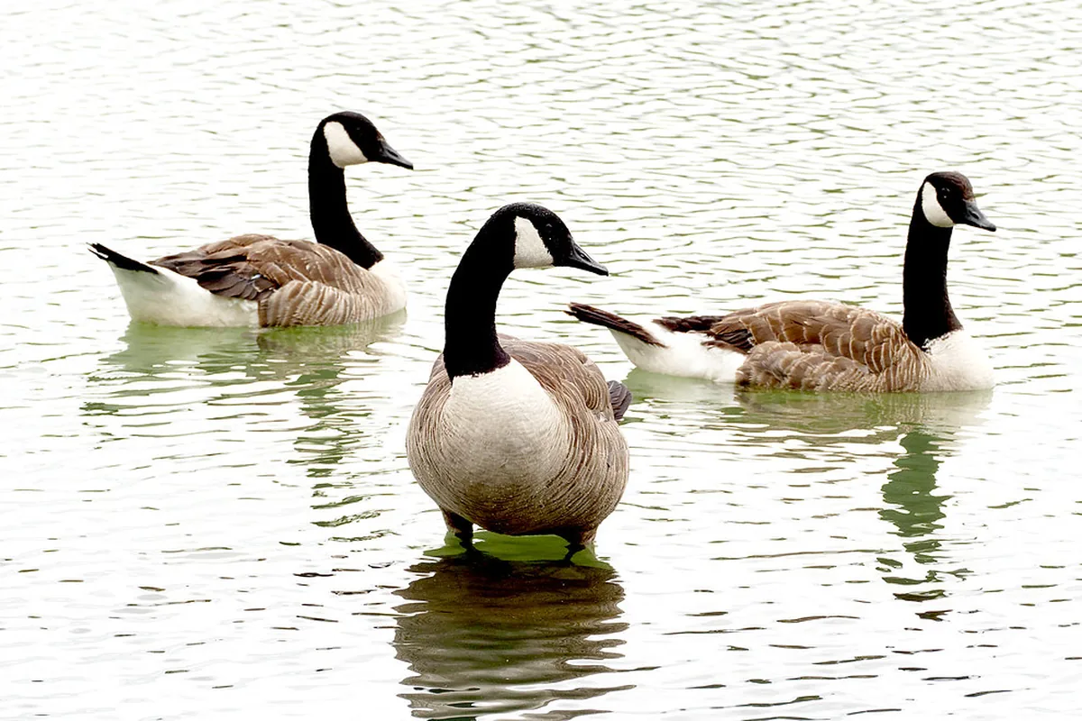 Canada geese swimming