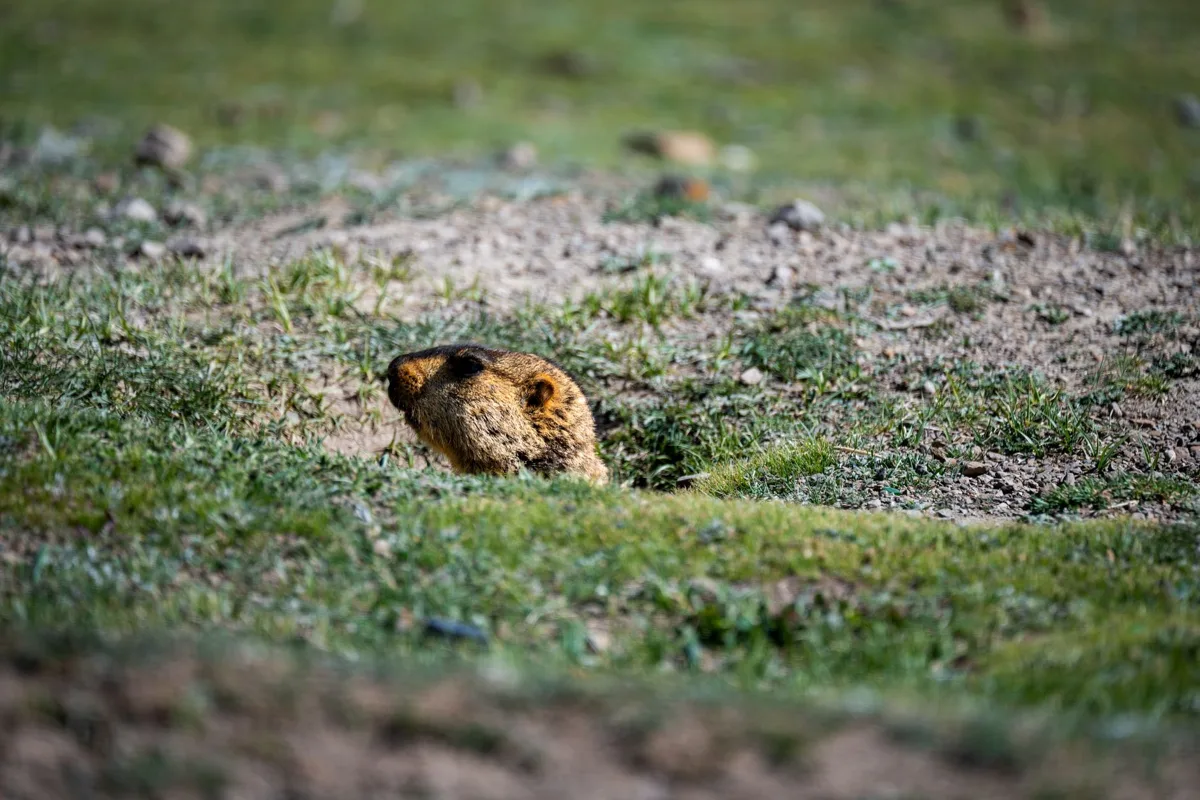 A groundhog by its burrow
