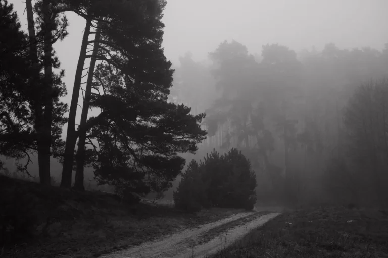 A dark, foggy forest path