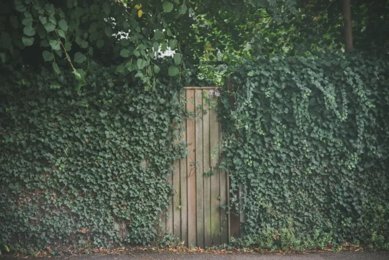An overgrown English garden