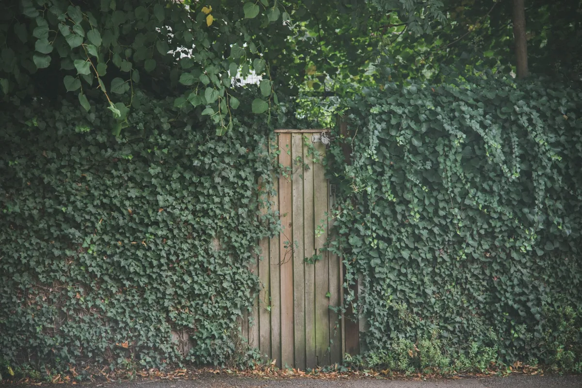 An overgrown English garden
