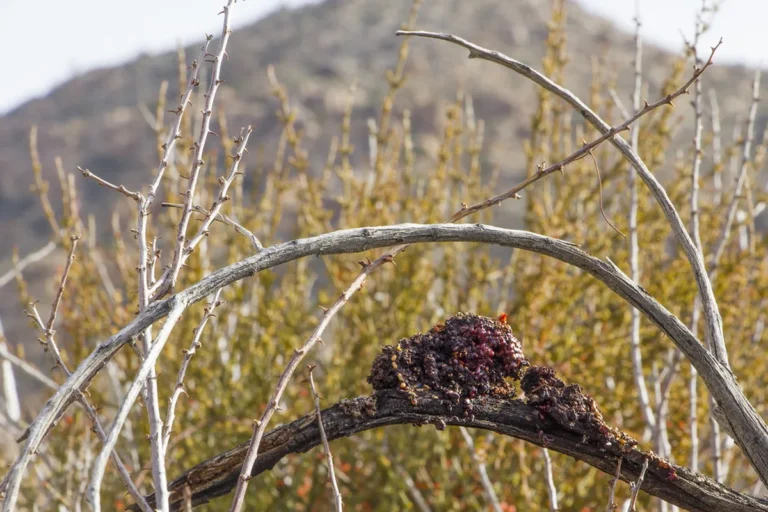 Mistletoe growing on a branch