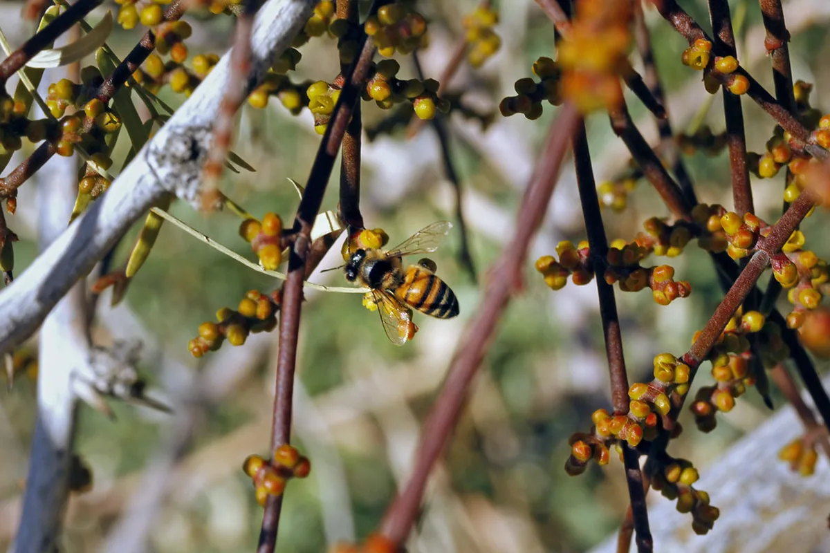 Mistletoe berries and flowers