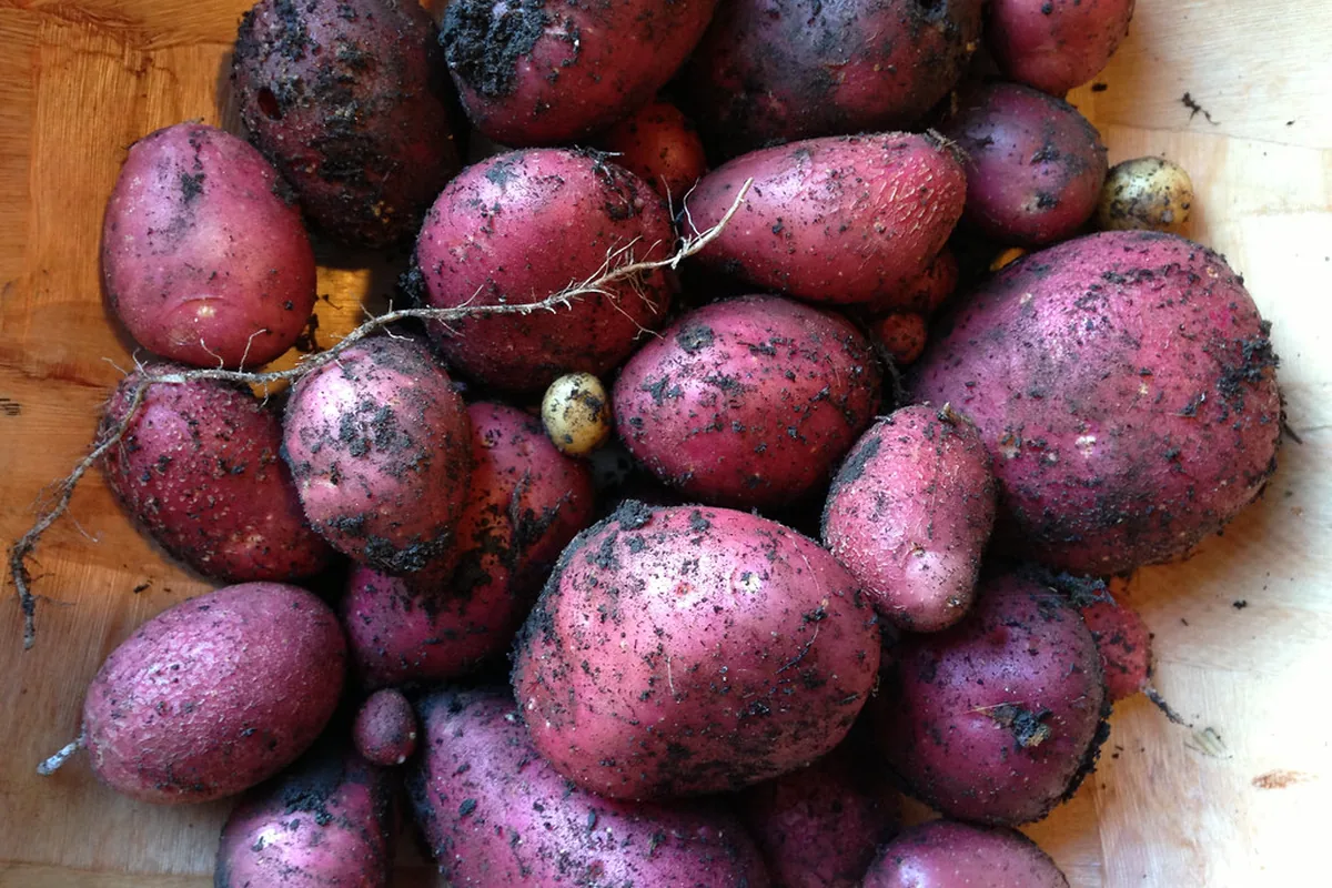 A pile of freshly dug potatoes