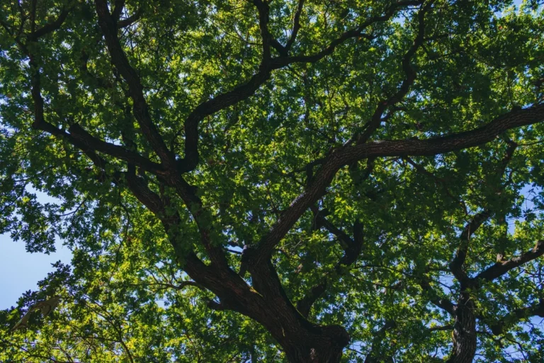 Treetops against the sky