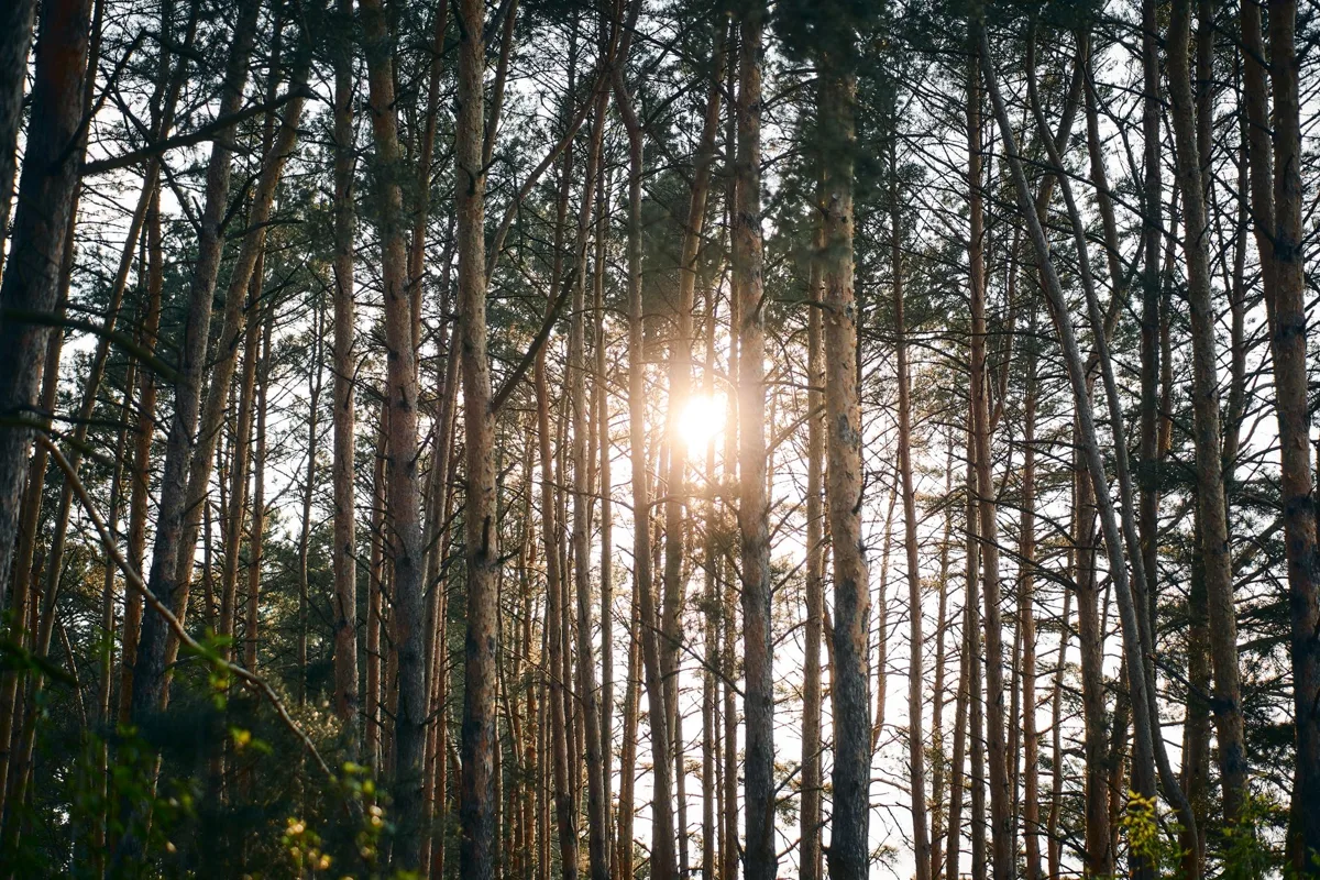 A sunlit pine forest