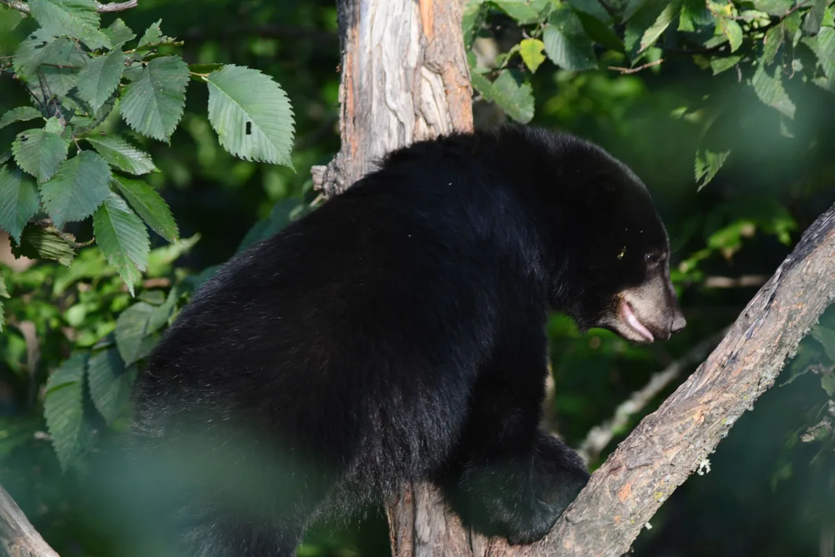 A black bear cub in a tree