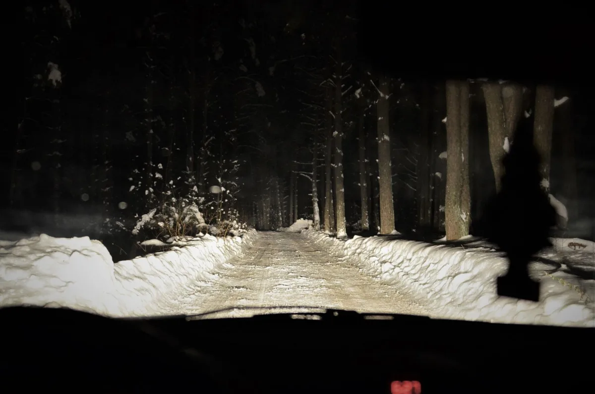 A dark, snowy forest