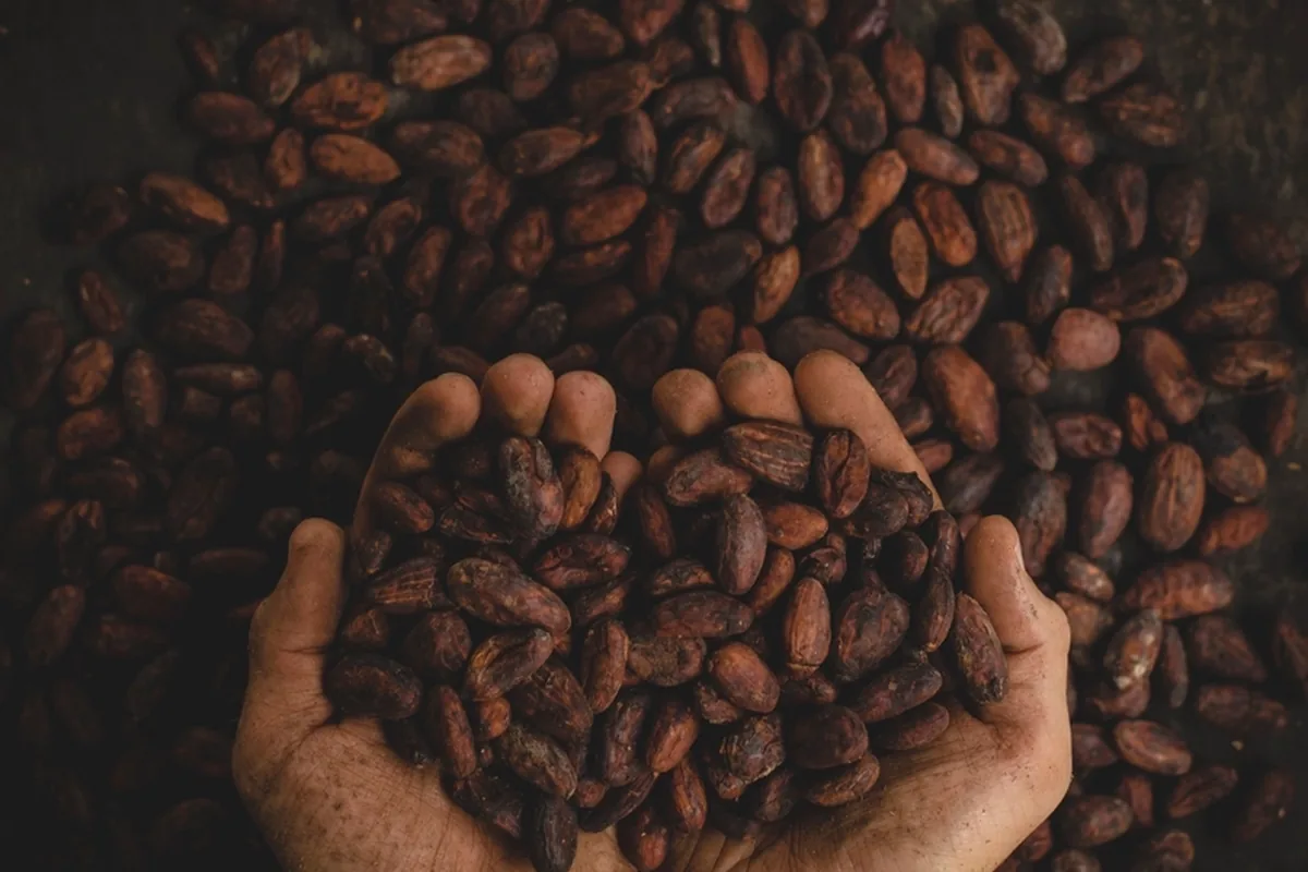 Beans held in cupped hands