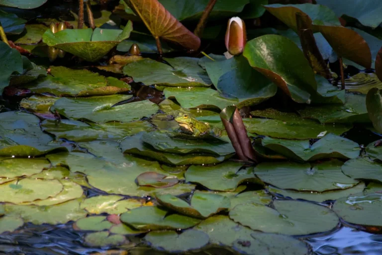 A frog on a pond