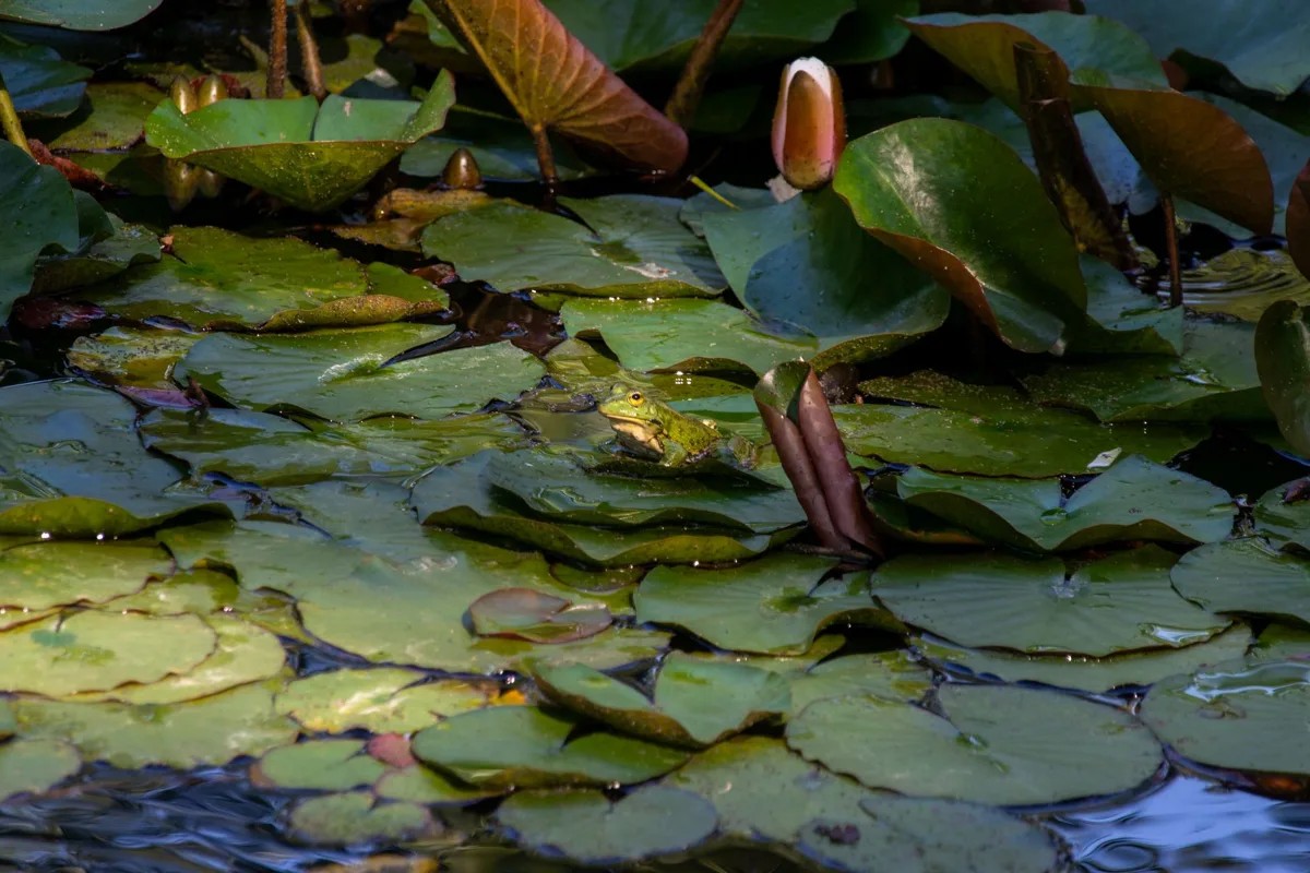 A frog on a pond