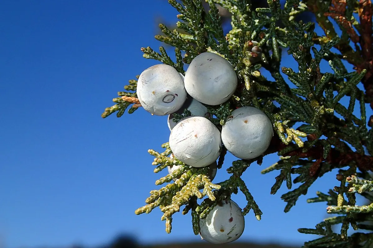Juniper berries on the branch