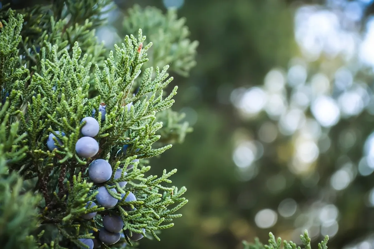 A juniper shrub with berries