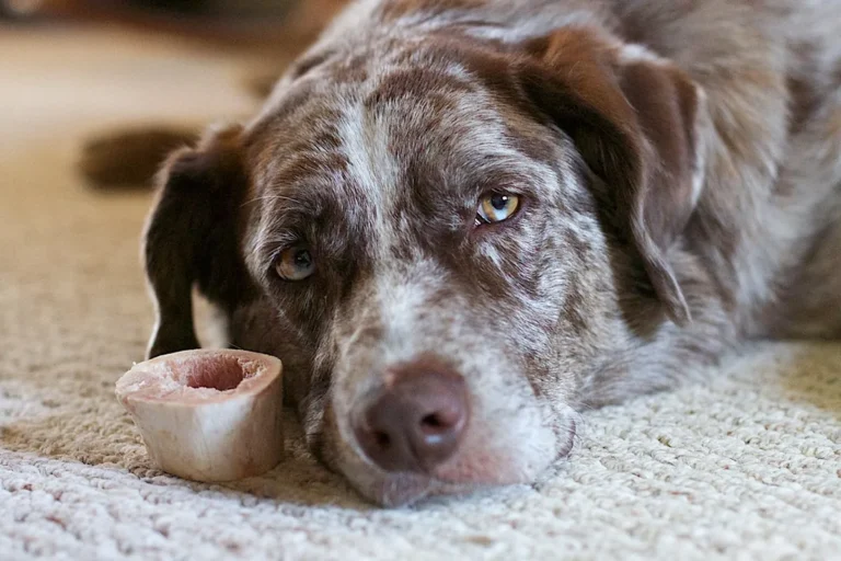 An old dog resting beside a bone