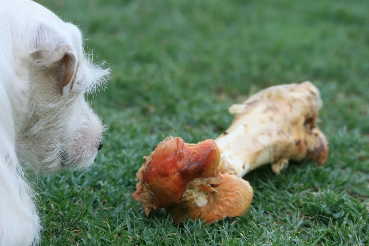 A dog with a bone in the grass