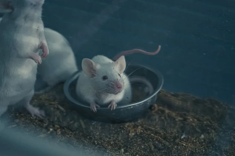 Mice in a field