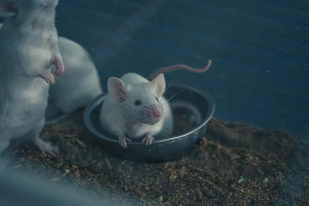 Mice in a field
